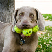 Dog Tennis Balls