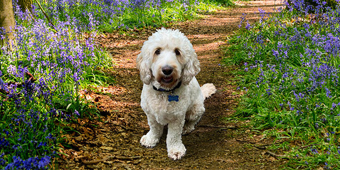 Meet Our Barketing Assistant